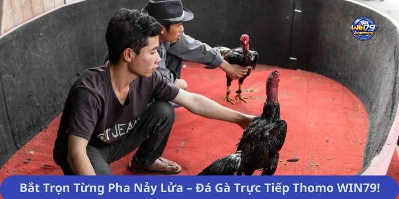 Bắt Trọn Từng Pha Nảy Lửa – Đá Gà Trực Tiếp Thomo WIN79!