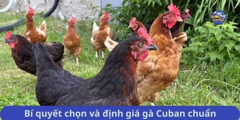 Bí quyết chọn và định giá gà Cuban chuẩn