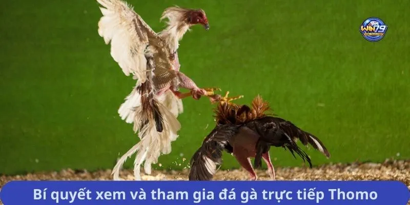 Bí quyết xem và tham gia đá gà trực tiếp Thomo