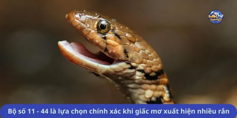 Bộ số 11 - 44 là lựa chọn chính xác khi giấc mơ xuất hiện nhiều rắn