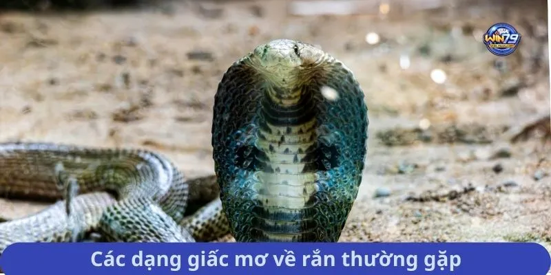 Các dạng giấc mơ về rắn thường gặp