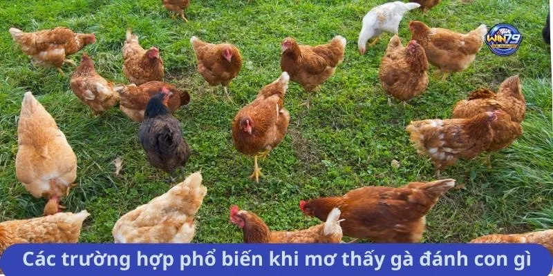 Các trường hợp phổ biến khi mơ thấy gà đánh con gì