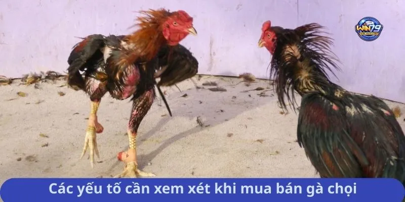 Các yếu tố cần xem xét khi mua bán gà chọi