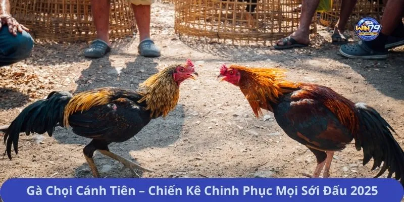 Gà Chọi Cánh Tiên – Chiến Kê Chinh Phục Mọi Sới Đấu 2025