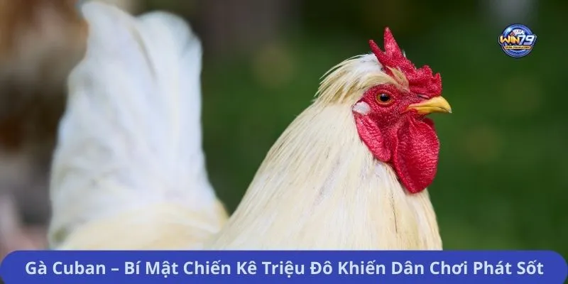 Gà Cuban – Bí Mật Chiến Kê Triệu Đô Khiến Dân Chơi Phát Sốt