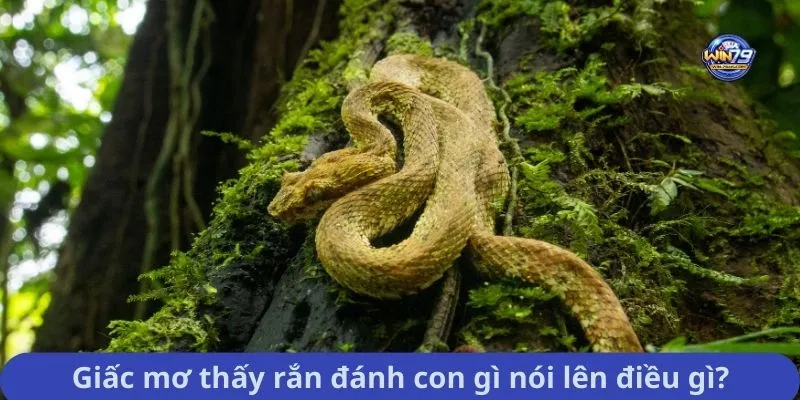 Giấc mơ thấy rắn đánh con gì nói lên điều gì?