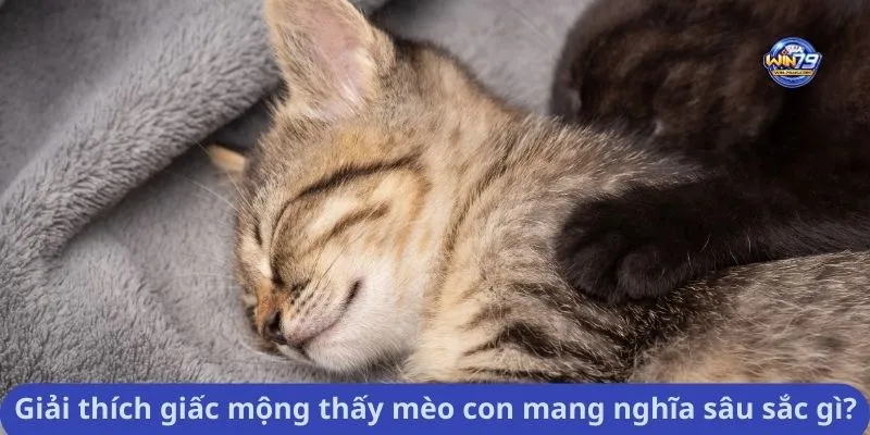 Giải thích giấc mộng thấy mèo con mang nghĩa sâu sắc gì?