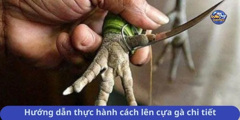 Hướng dẫn thực hành cách lên cựa gà chi tiết
