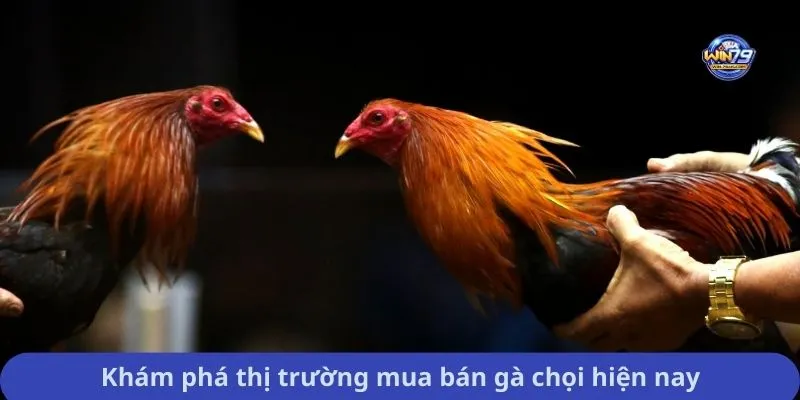 Khám phá thị trường mua bán gà chọi hiện nay