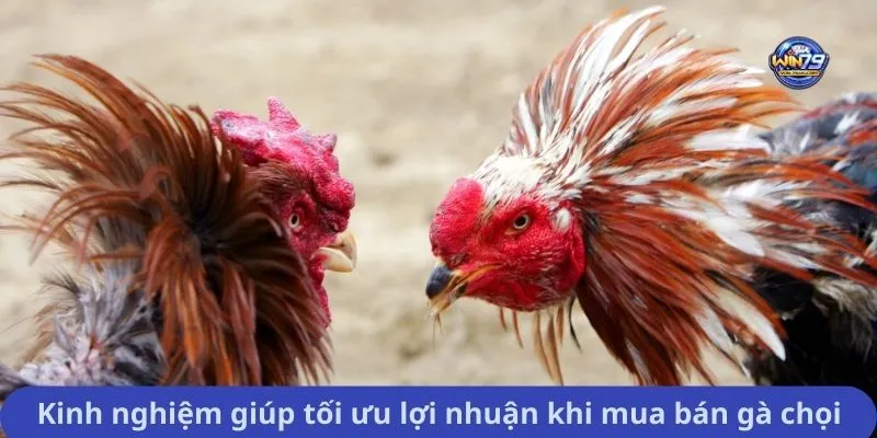 Kinh nghiệm giúp tối ưu lợi nhuận khi mua bán gà chọi