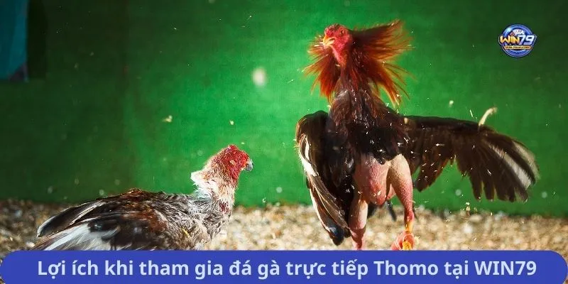  Lợi ích khi tham gia đá gà trực tiếp Thomo tại WIN79
