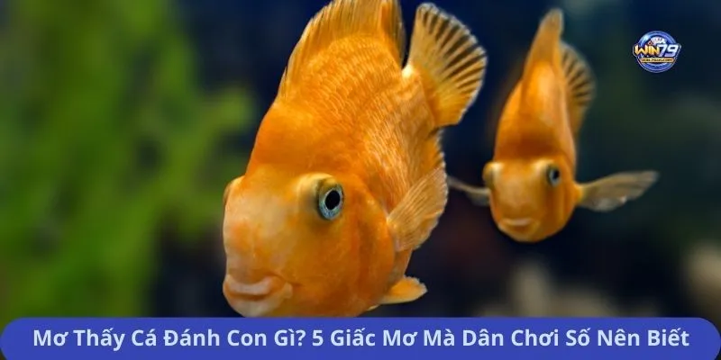 Mơ Thấy Cá Đánh Con Gì? 5 Giấc Mơ Mà Dân Chơi Số Nên Biết
