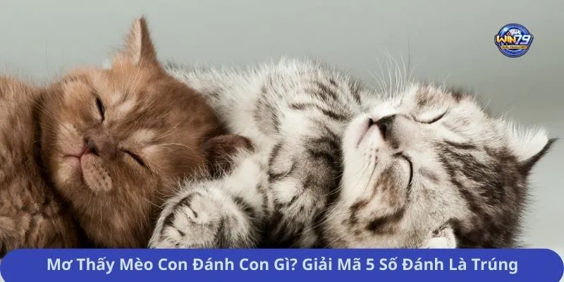 Mơ Thấy Mèo Con Đánh Con Gì? Giải Mã 5 Số Đánh Là Trúng