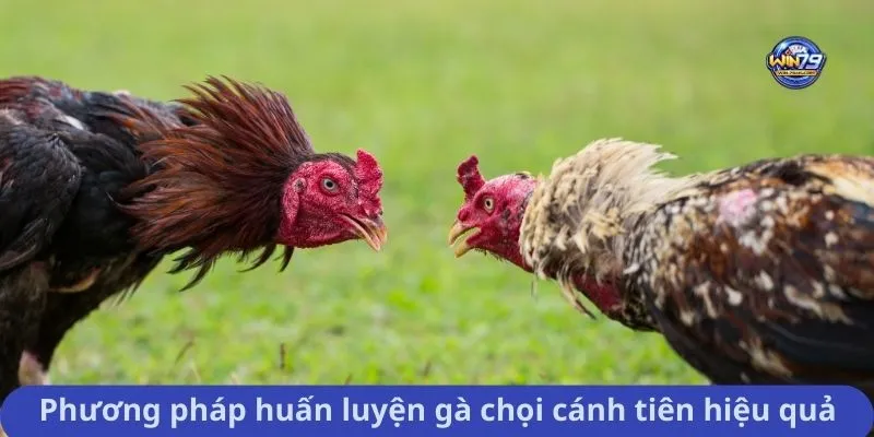 Phương pháp huấn luyện gà chọi cánh tiên hiệu quả