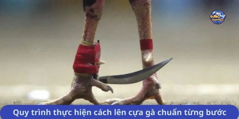 Quy trình thực hiện cách lên cựa gà chuẩn từng bước
