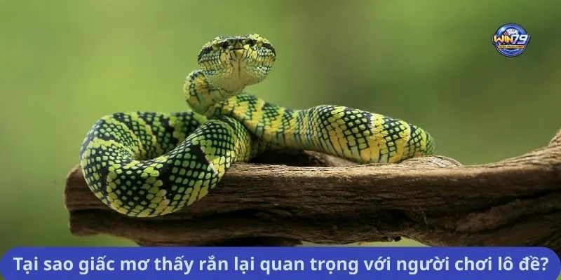 Tại sao giấc mơ thấy rắn lại quan trọng với người chơi lô đề?