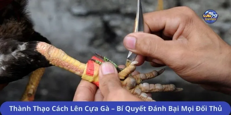 Thành Thạo Cách Lên Cựa Gà – Bí Quyết Đánh Bại Mọi Đối Thủ